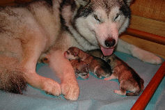 Urawa et ses bébés