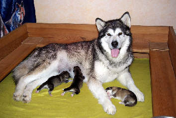 Les bébés de Val et Orion sont nés le 17 mars 2011