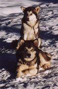 Zara et Wolf