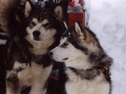 Zara et Wolf à la pesse 2001