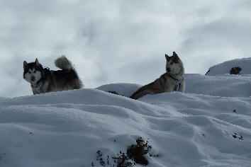 Kalduk à gauche et Cheyenne à droite dans la première neige au mois d'octobre 2010 en suisse