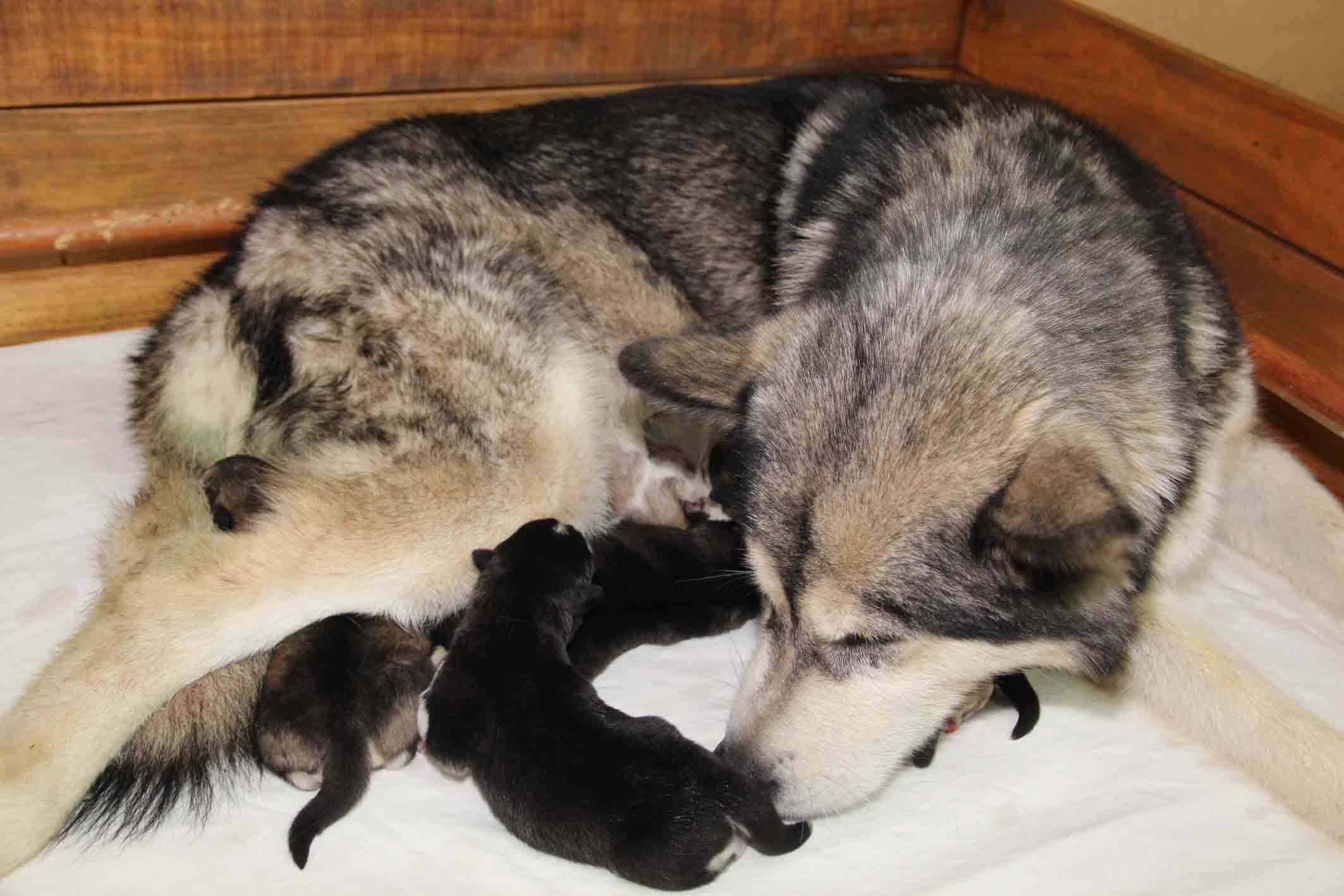  3 femelles grises et 3 mâles noirs et blancs nés le 14 juillet 2019