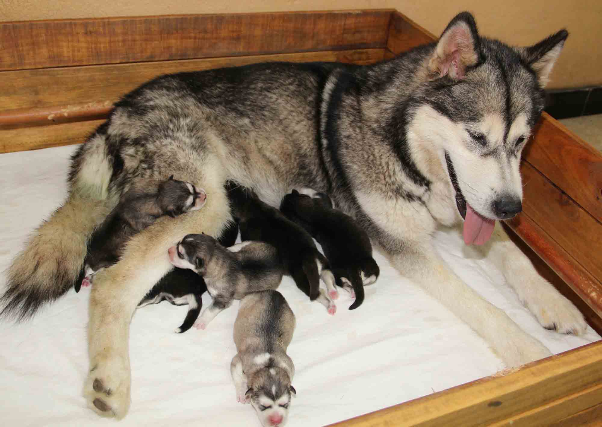  3 femelles grises et 3 mâles noirs et blancs nés le 14 juillet 2019
