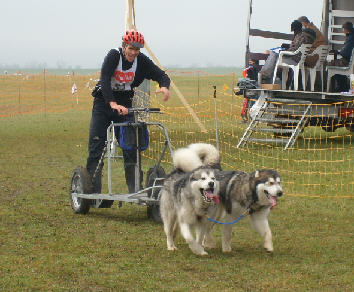 Malouc et Nayeli terminant 1er à la course de Thun (Suisse) et désigné également le plus beau team de 2 chiens.