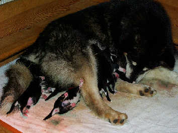 La maman Kira avec ses 9 bébés nés le 01 juillet 2009