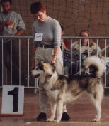 Silver lady à la nationale d'élevage 2001 Meilleure Junior